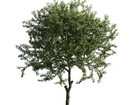 Verdant Tree 08 3D 모델 