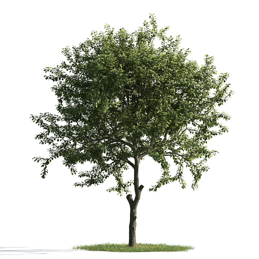 Verdant Tree 08 3D模型