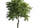 Verdant Tree 09 3D 모델 