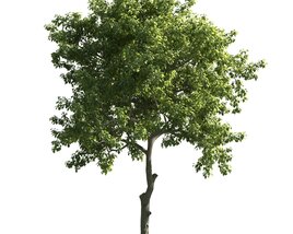 Verdant Tree 09 3D-Modell