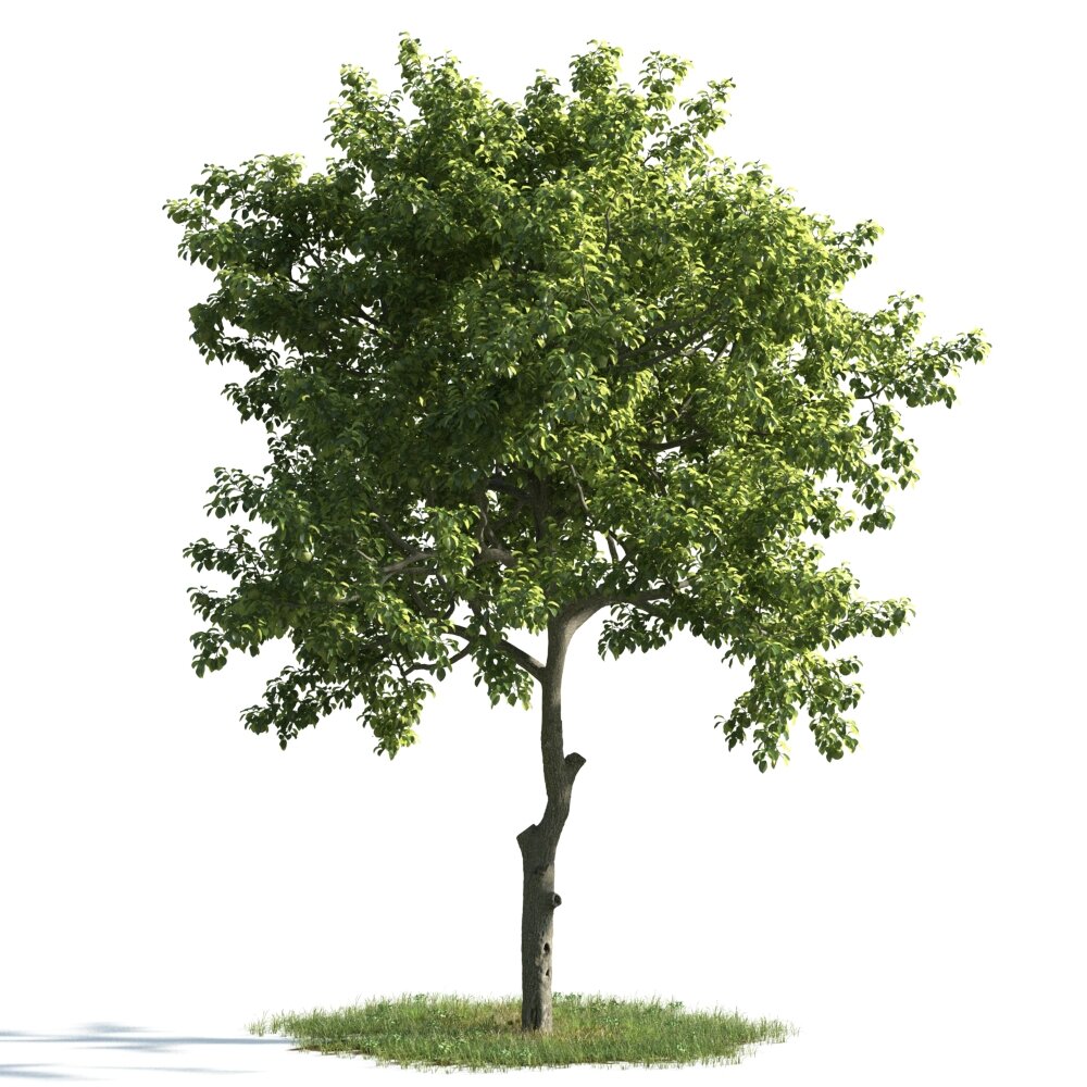 Verdant Tree 09 Modèle 3d