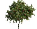 Apple Tree 02 3D-Modell