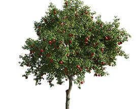 Apple Tree 02 3D model