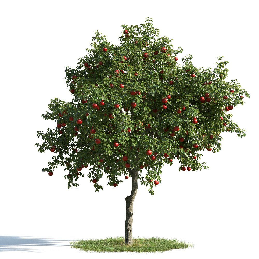 Apple Tree 02 Modello 3D