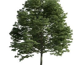 Verdant Deciduous Tree Modello 3D