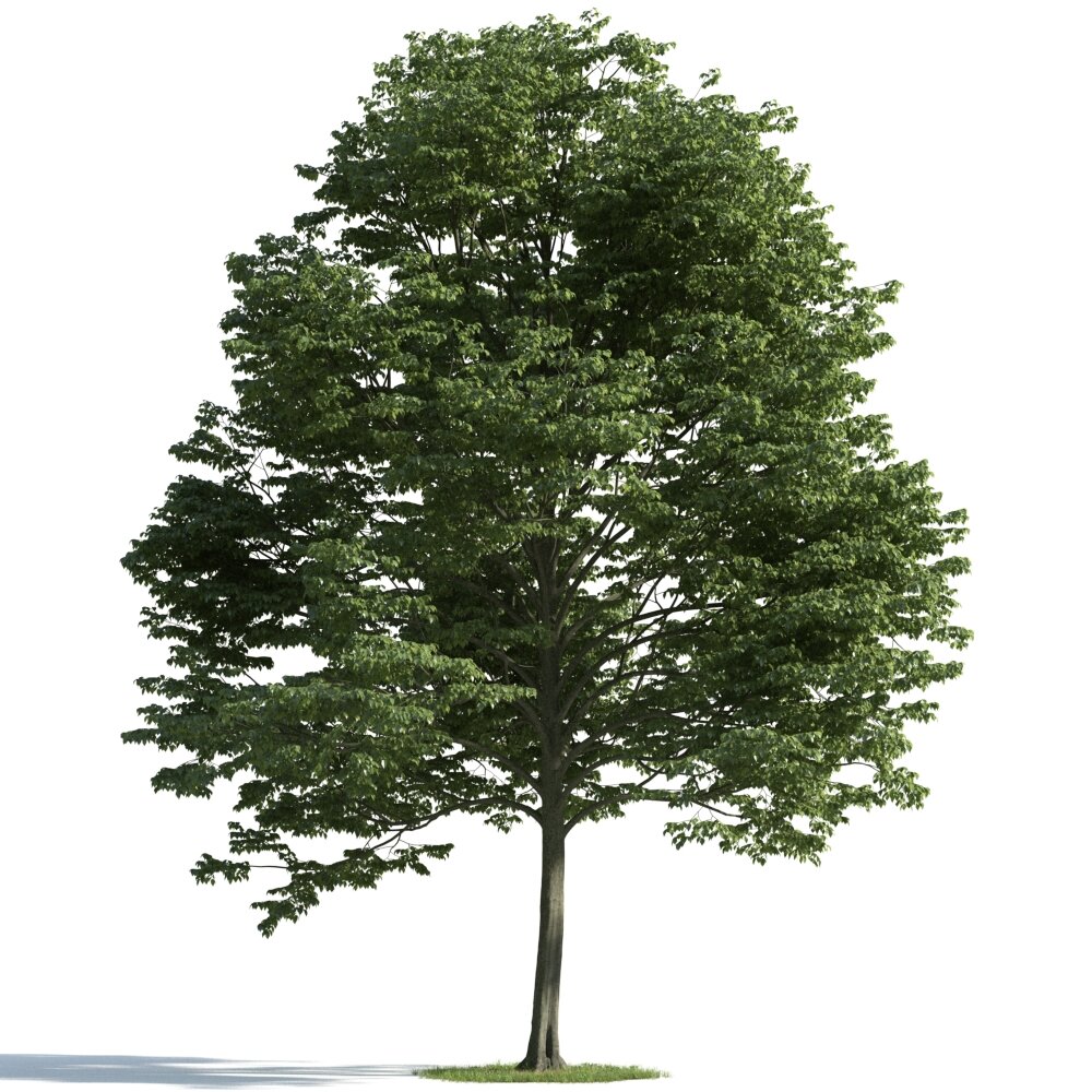 Verdant Deciduous Tree Modello 3D