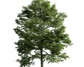 Solitary Green Tree 05 3D модель