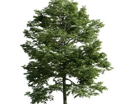 Solitary Green Tree 05 3D model