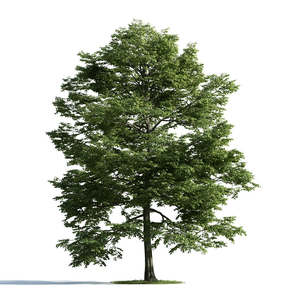 Solitary Green Tree 05 Modèle 3D