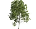Verdant Tree 10 3d model