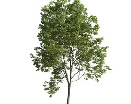 Verdant Tree 10 Modello 3D