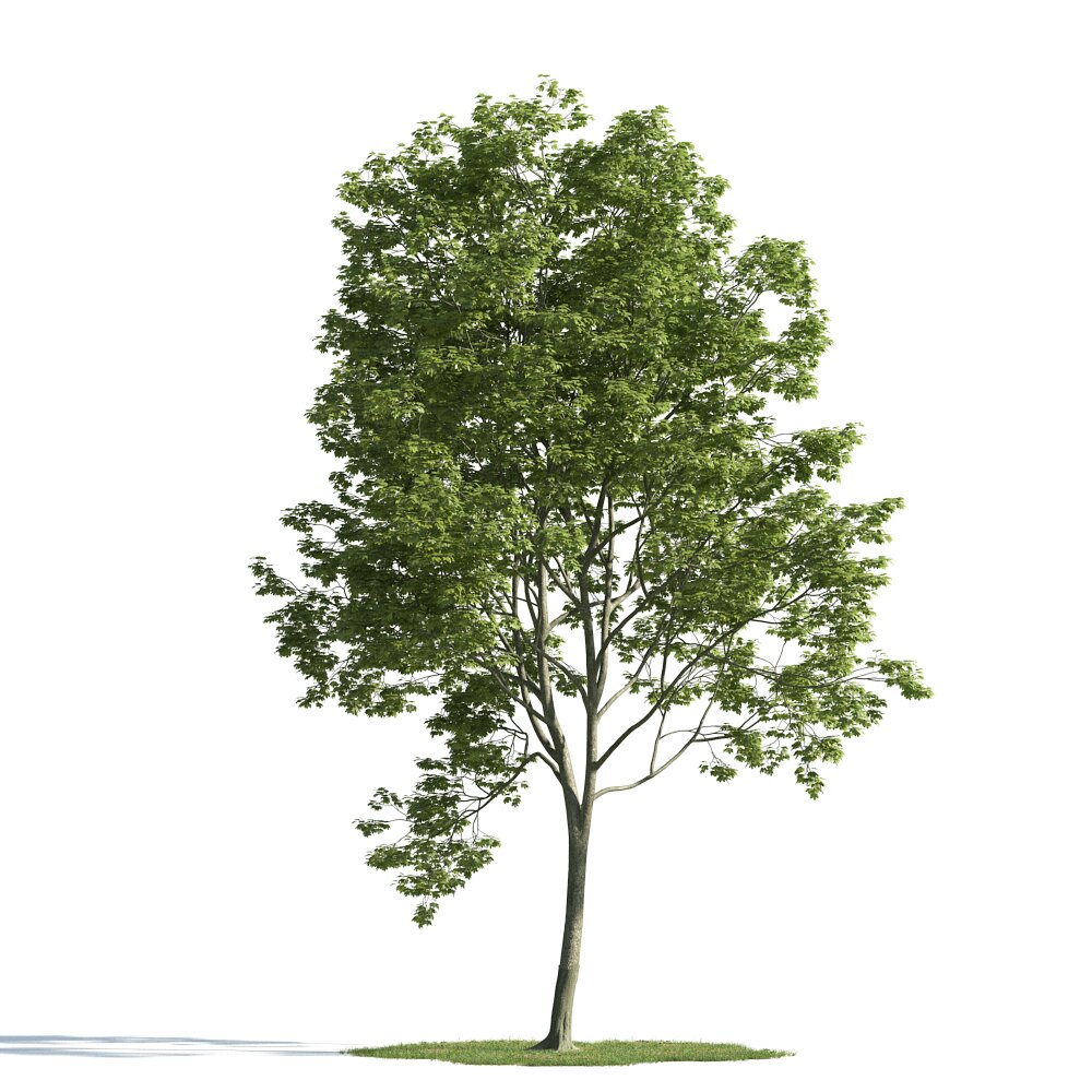 Verdant Tree 10 3D-Modell