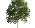 Verdant Tree 11 3d model
