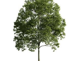Verdant Tree 11 Modèle 3D