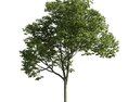 Solitary Tree 21 3D-Modell