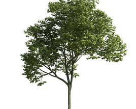 Solitary Tree 21 3D模型