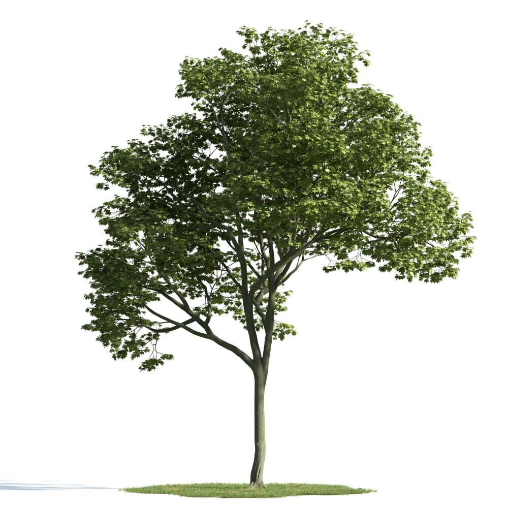 Solitary Tree 21 Modello 3D