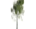 Solitary Weeping Willow 3d model