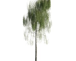 Solitary Weeping Willow Modello 3D