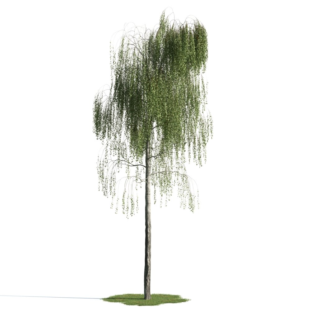 Solitary Weeping Willow 3d model