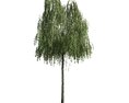 Weeping Willow Modello 3D