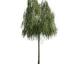 Weeping Willow 3D 모델 
