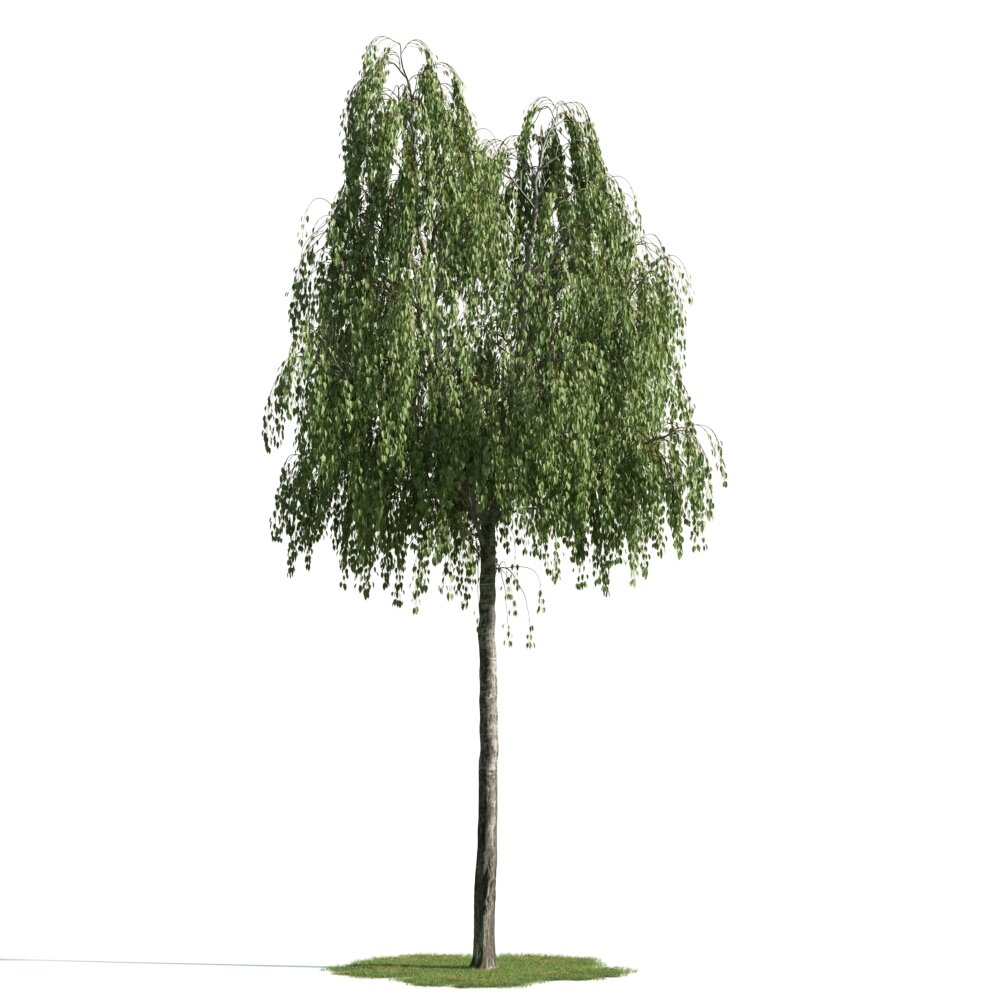 Weeping Willow Modèle 3d