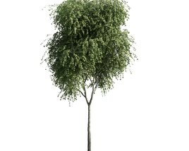 Lone Green Tree 3D model