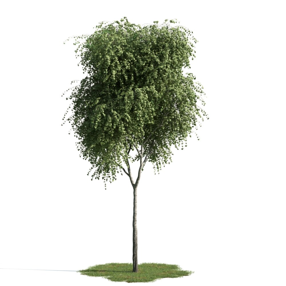 Lone Green Tree 3d model