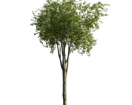 Verdant Tree 12 Modello 3D