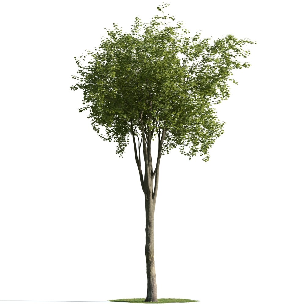 Verdant Tree 12 Modèle 3d