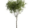 Young Tree 02 3d model
