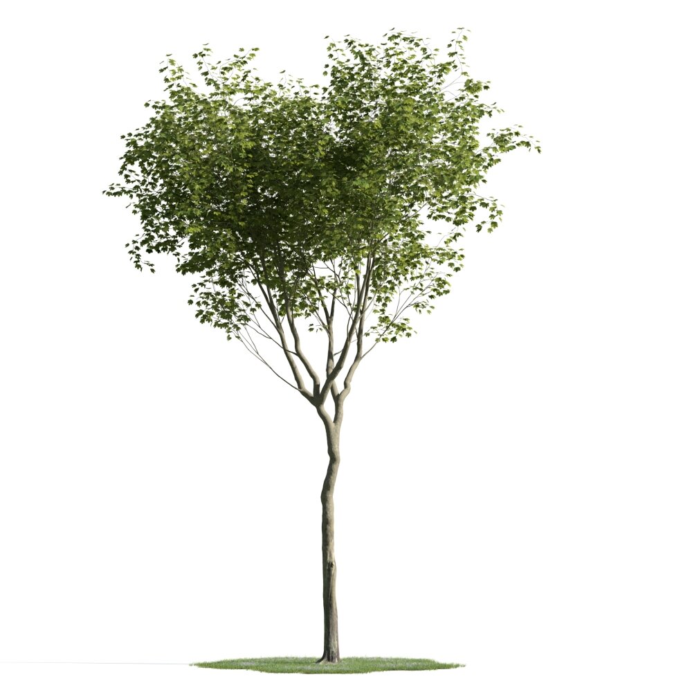 Young Tree 02 3D模型