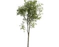 Solitary Tree 22 Modello 3D