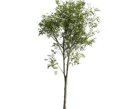Solitary Tree 22 3D model