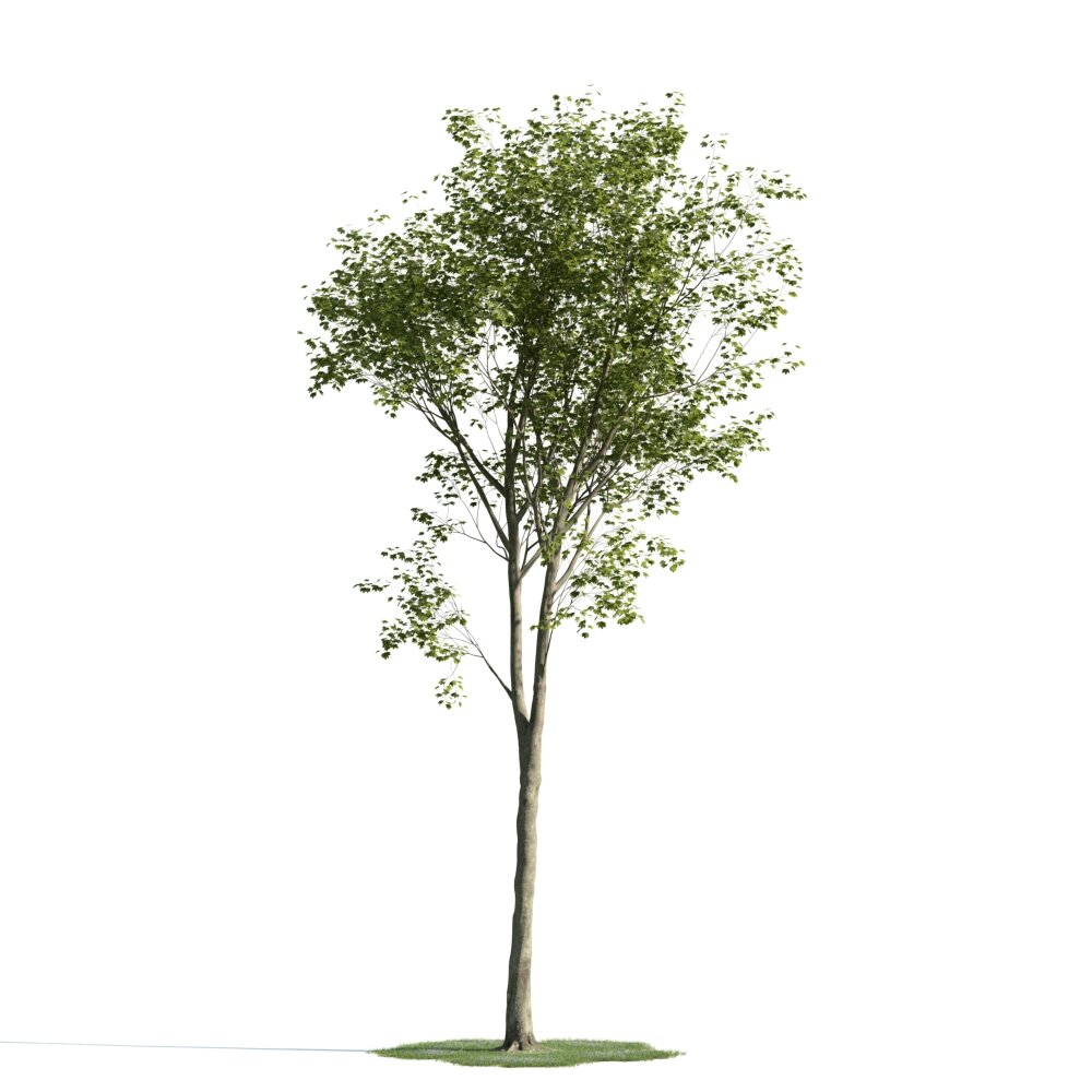 Solitary Tree 22 3D-Modell