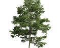 Verdant Tree 13 Modello 3D