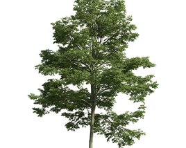 Verdant Tree 13 Modèle 3D