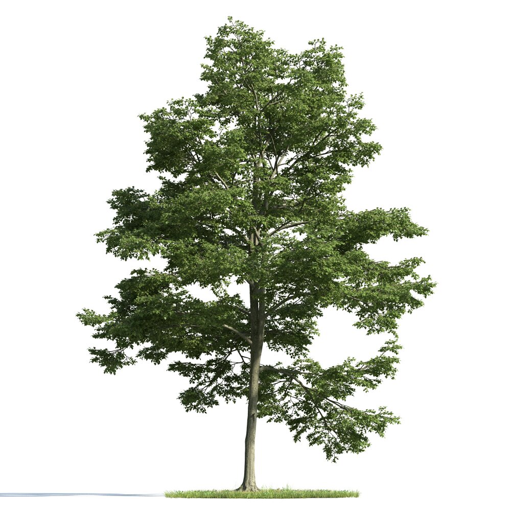 Verdant Tree 13 Modèle 3d