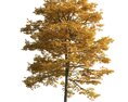 Golden Autumn Tree 03 Modelo 3d