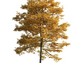 Golden Autumn Tree 03 3D 모델 
