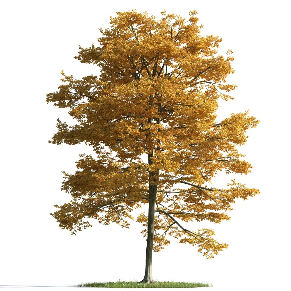 Golden Autumn Tree 03 Modello 3D
