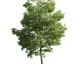 Verdant Maple Tree 06 3D модель