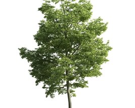 Verdant Maple Tree 06 3D-Modell