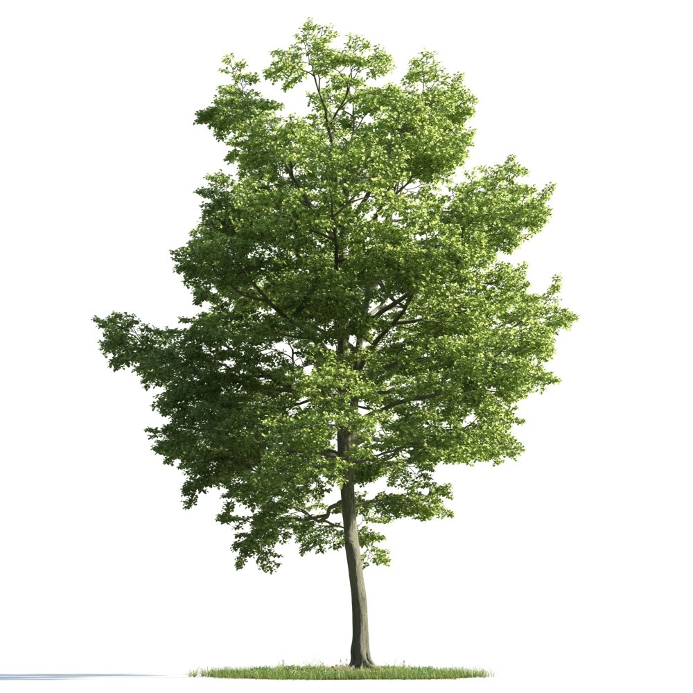 Verdant Maple Tree 06 3D модель