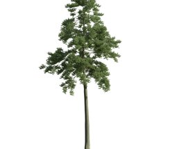 Solitary Pine Tree 04 3D 모델 