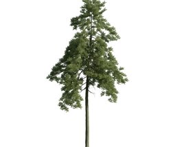 Pine Tree Solitude 3D 모델 