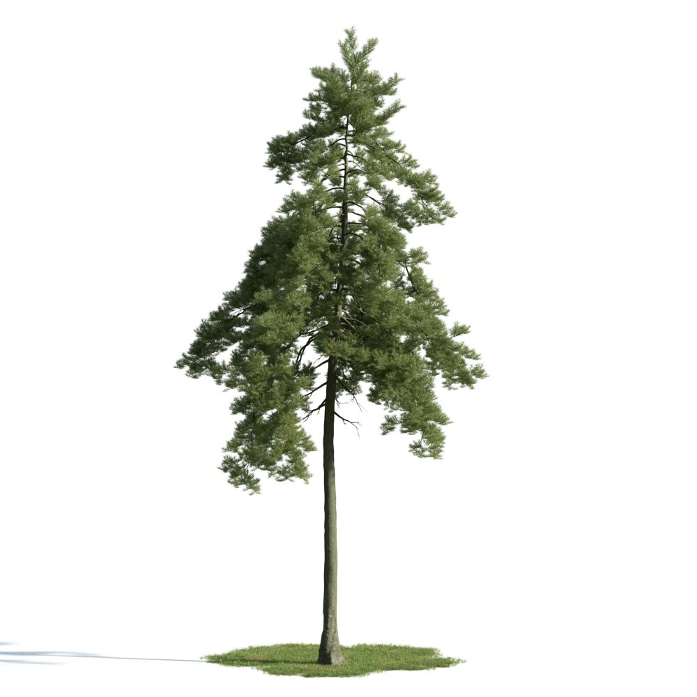 Pine Tree Solitude Modèle 3d