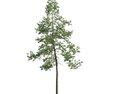 Lone Pine Tree 03 3D-Modell