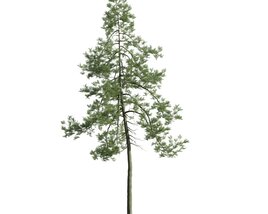 Lone Pine Tree 03 3D model